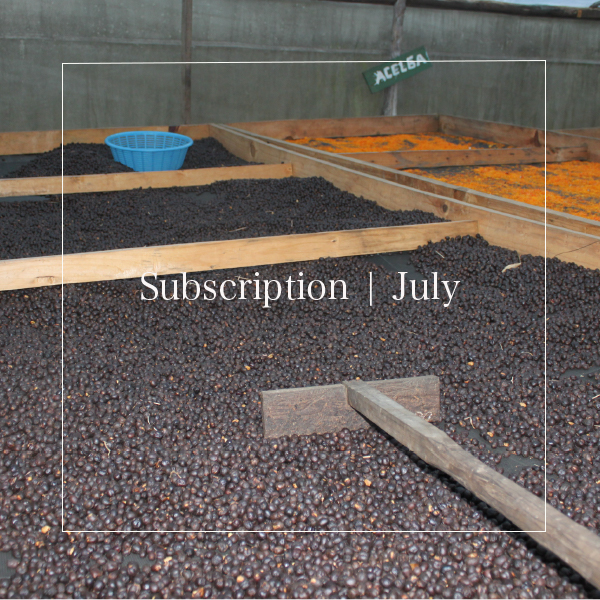 JULY | SUBSCRIPTION | 7月 | コーヒー定期便