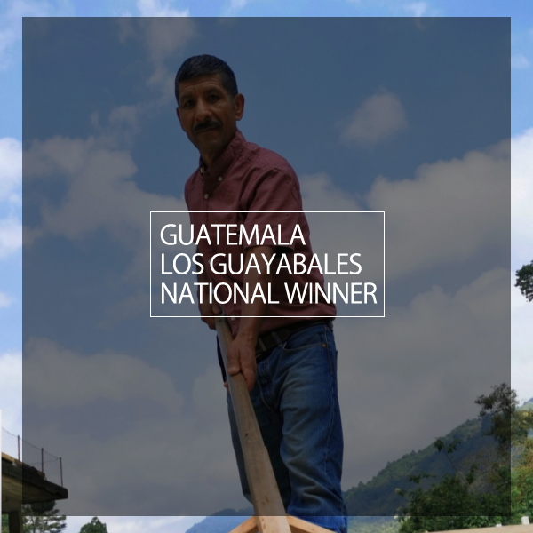 NEW | Guatemala LOS GUAYABALES NATIONAL WINNER | グアテマラ グアジャバレス　ナチョナルウィナー
