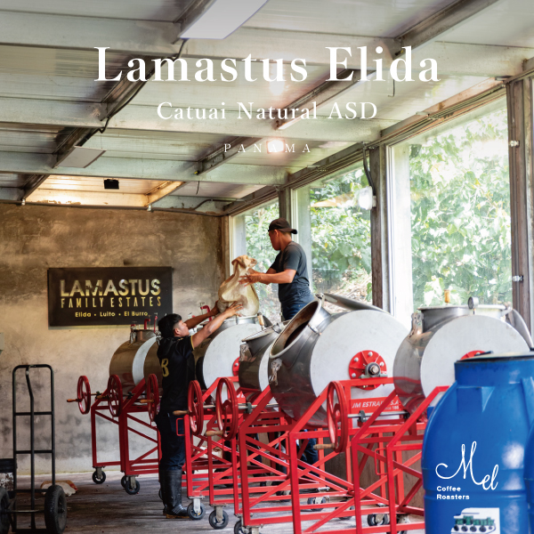 Lamastus Familyの代表的なプロセス「ASD」のお豆が登場！