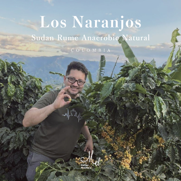 【新着】 Los Naranjos農園から新しいお豆が届きました!